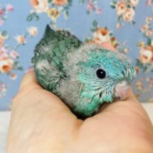 インコ界の宝石..❤︎手乗りサザナミインコ(ターコイズブルー)❤︎