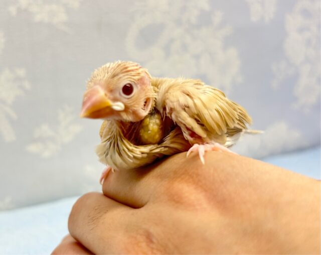 人気カラー💛シナモン文鳥 2023年4月生まれ