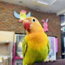 手乗り肩乗り頭乗り🌟パワフルインコ💫ヤマブキボタンインコさんです🌟🍊