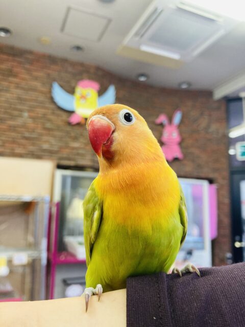 手乗り肩乗り頭乗り🌟パワフルインコ💫ヤマブキボタンインコさんです🌟🍊