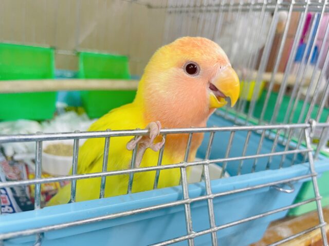 最新画像になりますよ！！太陽のように輝くよ☀️ コザクラインコ　ルチノーオパーリン