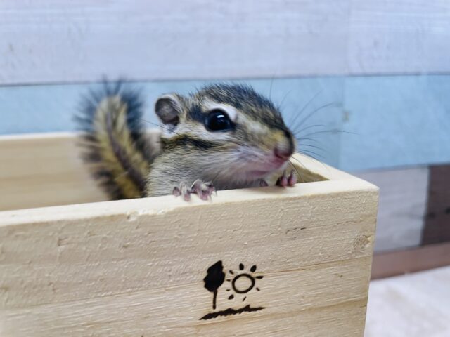 ごはんを食べてる姿が可愛らしい！！シマリスの男の子！