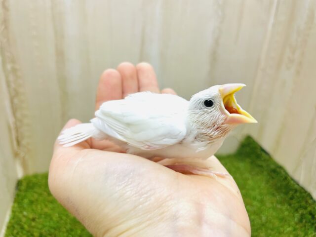 最新画像になりますよ！いっぱい食べて大きくなるんだもん！！　白文鳥