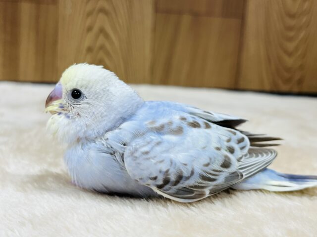 ふんわりやさしい雰囲気です☁️セキセイインコ(イエローフェイスシナモンオパーリン) ヒナ