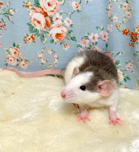 ファンシーラット  女の子  🧚🏻‍♀️｡・:＋°｡  4/6