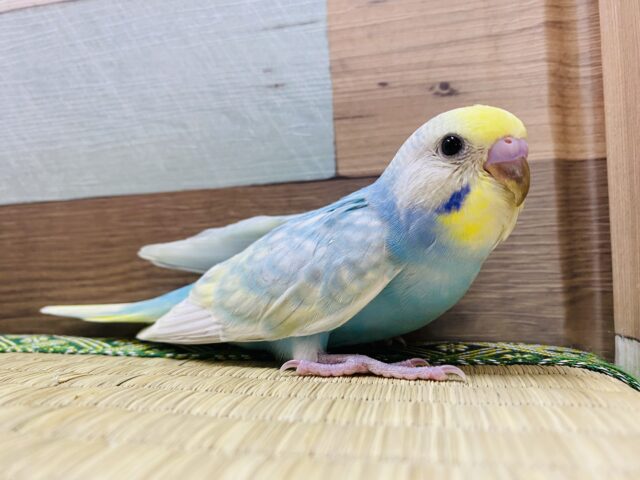 人気者なカラーです☆セキセイインコパステルレインボー！