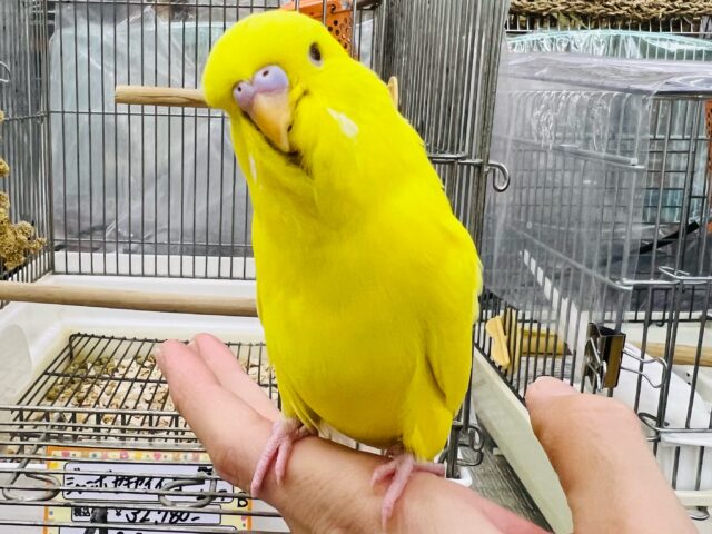 画像更新☆ぶりんぶりん♪ジャンボセキセイ（ルチノー）雛入舎‼︎‼︎