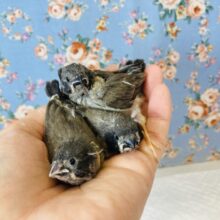 ぱやぱやだよ❤︎手乗りキンカチョウ(ノーマル)ヒナちゃんです❤︎