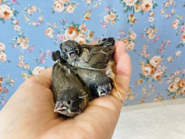 ぱやぱやだよ❤︎手乗りキンカチョウ(ノーマル)ヒナちゃんです❤︎