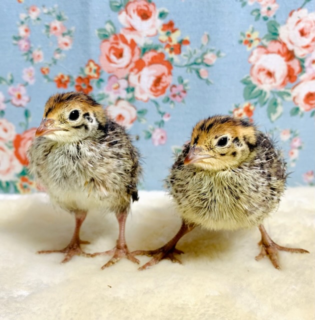 並ウズラ ヒヨコ 2羽入舎です🐥🌿.ﾟ･* 4/1