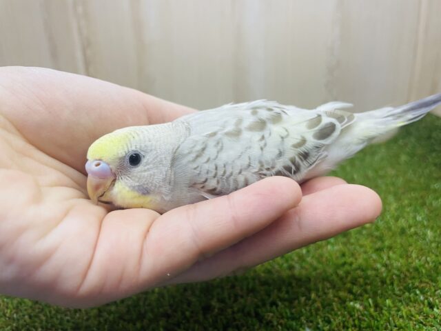 最新画像になりますよ〜⭐️レア✨ふんわり不思議カラー💫　セキセイインコ　イエローフェイスシナモンオパーリン