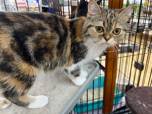 まあるいお顔💛元気いっぱい愛嬌たっぷりミヌエットちゃんです💛♀