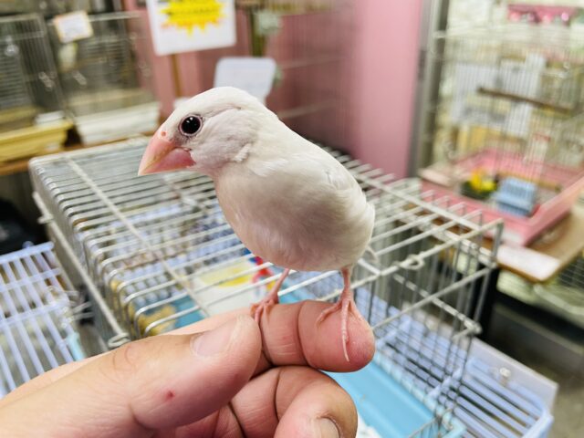 最新画像有り♪ヒナ餌卒業‼️いっぱい食べます！！食欲旺盛なシルバー文鳥☆
