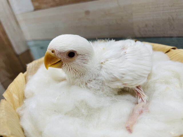 真っ白キュートな天使ちゃん！コザクラインコのアルビノ！