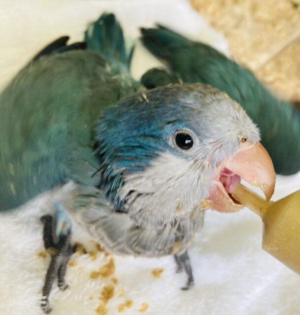 愛しのワキワキダンス💙⁾⁾オキナインコの雛ちゃん入舎です💙 ⁾⁾