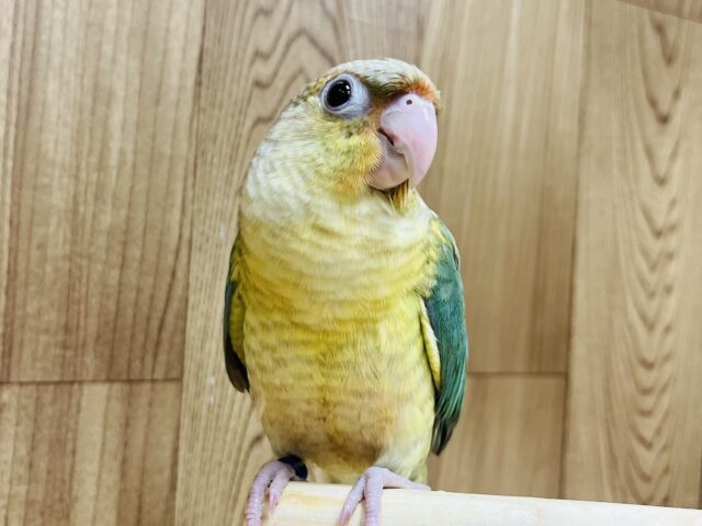 【最新動画更新🪄甘えんぼになってきた〜♪】美形さん♡にっこり笑顔のウロコインコ(ブルーパイナップル)