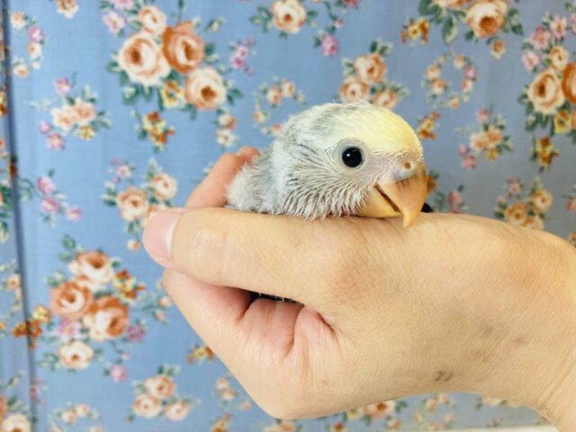 大人気のパイド❤︎手乗りコザクラインコ(バイオレットパイド)のヒナちゃんです❤︎