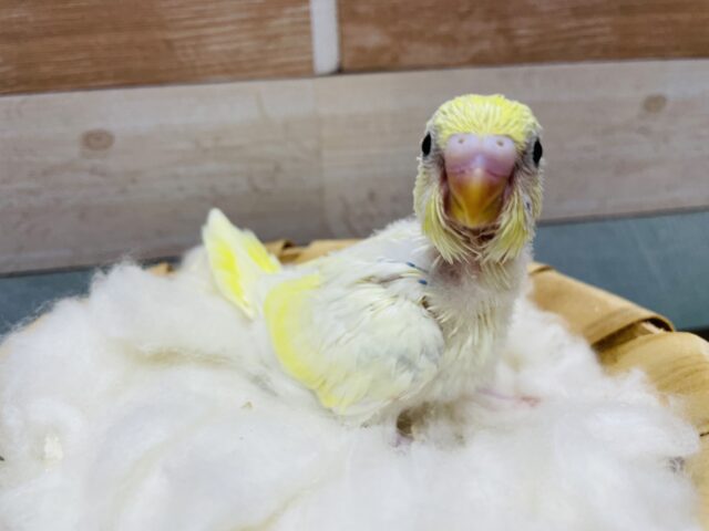 模様が少なくて可愛らしいたまごちゃん！セキセイインコのパステルレインボーパイド！