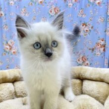 ふわふわの甘えんボーイ☆　ラグドールの男のコ  2023.4/29撮影