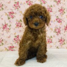 かわいいココア色❤︎優しいお顔のトイプードルちゃん女のコ❤︎♀