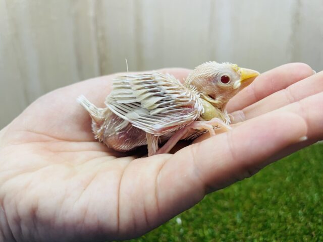 あわ〜い雰囲気がたまらない！！　シナモン文鳥