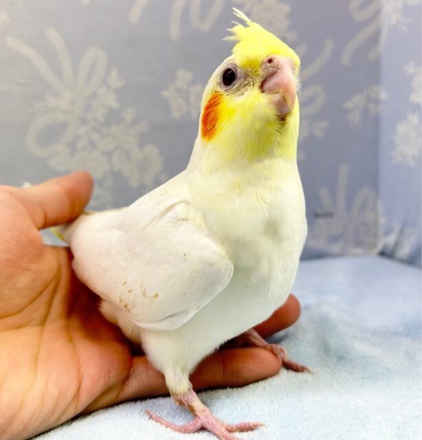 大人気❗️オカメインコ(ルチノー) 2023年3月生まれ