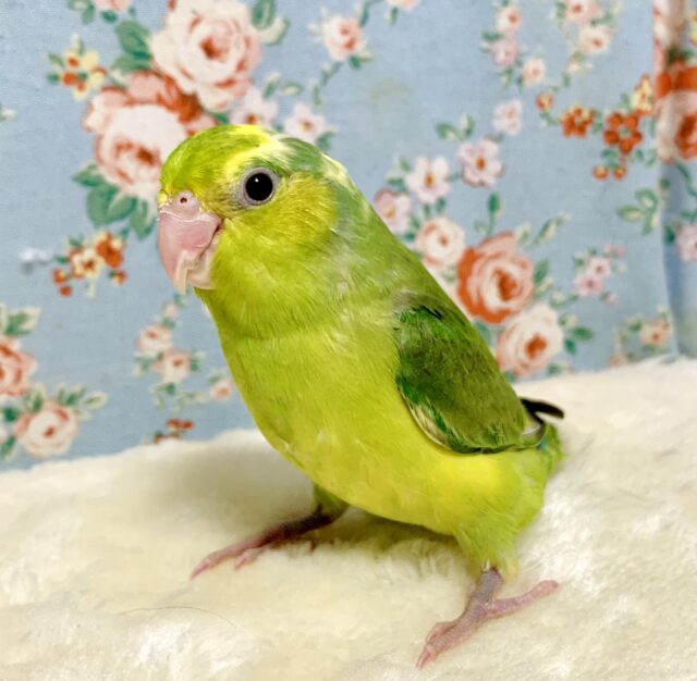 マメルリハ グリーンパイド 女の子☘＊•。 4/22