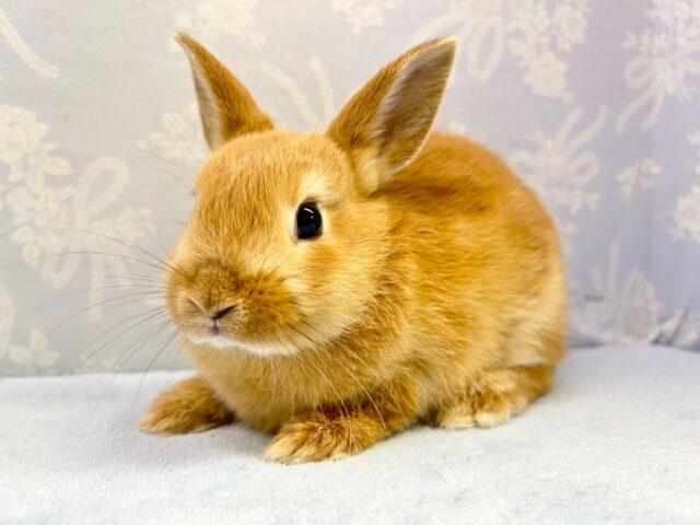 食いしん坊🧡ネザーランドドワーフ(オレンジ) 2023年3月生まれ