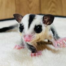 ねむねむボーイ♪フクロモモンガ(ノーマル) 男の子