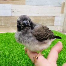 ちまっとホオグロキンカチョウの雛入舎です！