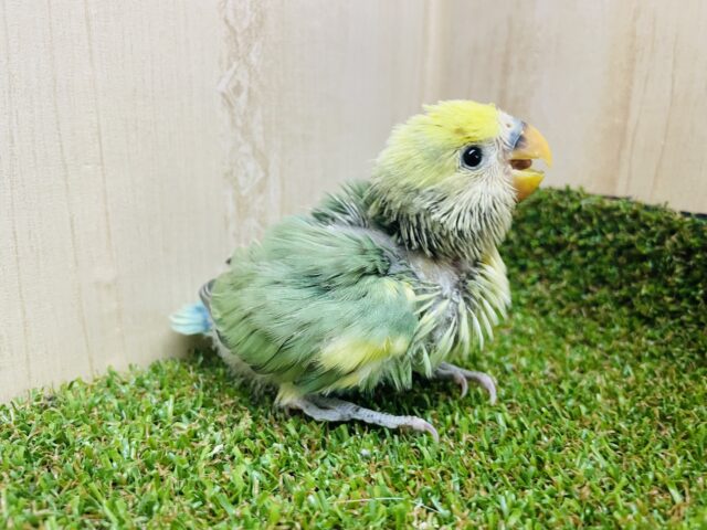 最新画像になりますよ‼️フレッシュアイドル⭐️コザたん⭐️ コザクラインコ　タイガーチェリー