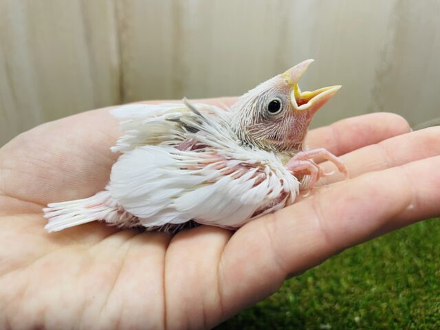 まっしろ天使になってみせる🤍🕊 白文鳥