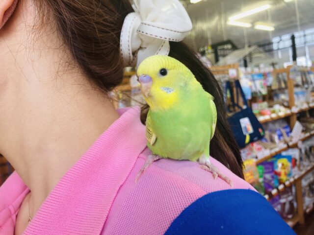 とってもキュートです💚手乗りセキセイインコ(オパーリン)💚
