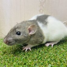 ねえねえねえ！可愛いって言って！　ファンシーラット　女の子