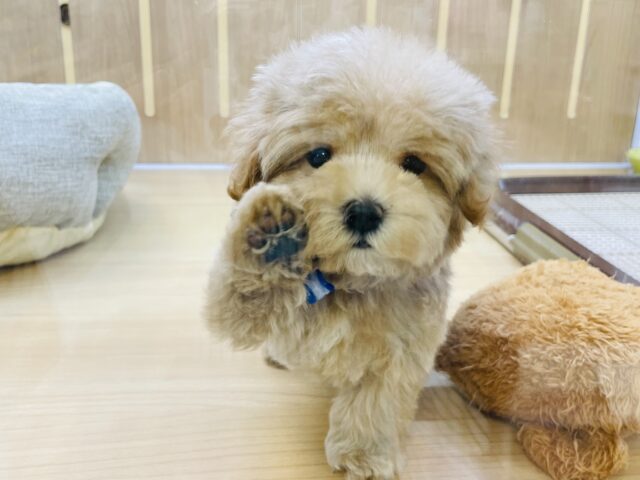 寄り添うと落ち着く…ミックス犬くん(マルチーズ×トイプードル)