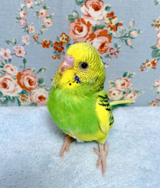 セキセイインコ イエロースパングルパイド 🍋 .*゜ 4/8