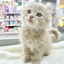 お耳くるん♡アメリカンカールくん♡2023年2月25日生まれ　男の子