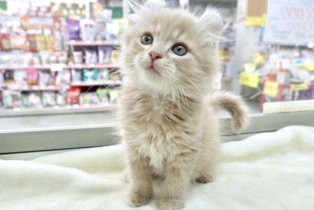 お耳くるん♡アメリカンカールくん♡2023年2月25日生まれ　男の子