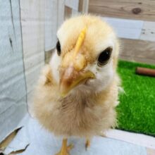 ボリスブラウンのヒヨコ入舎です！