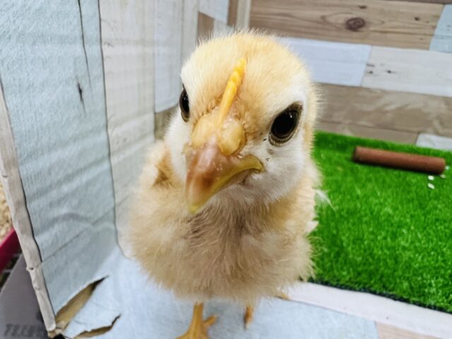 ボリスブラウンのヒヨコ入舎です！