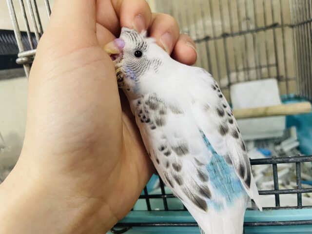 最新画像になりますよ！！ゴマ塩カラーのセキセイインコさん来ましたよ〜