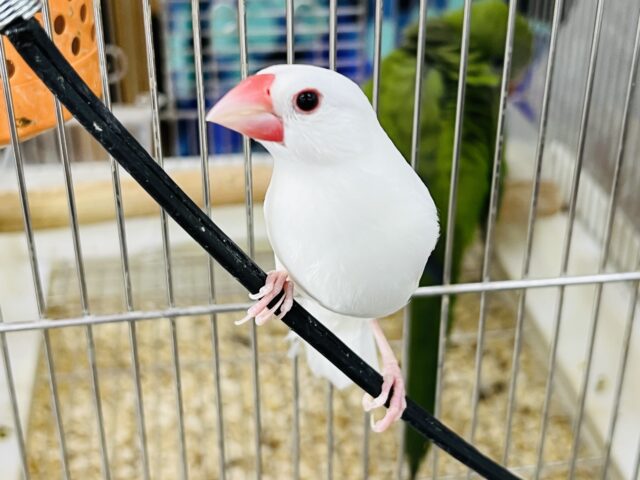 まっしろけぇ〜☆1人餌白文鳥の男の子います