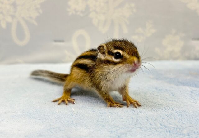 かわいい💖シマリス 2023年4月生まれ