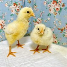 アローカナ  ヒヨコちゃん2羽入舎✨️🐥🐥✨️   4/23