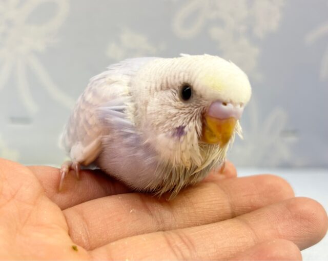 青いよ💙セキセイインコ(スパングル) 2023年3月生まれ