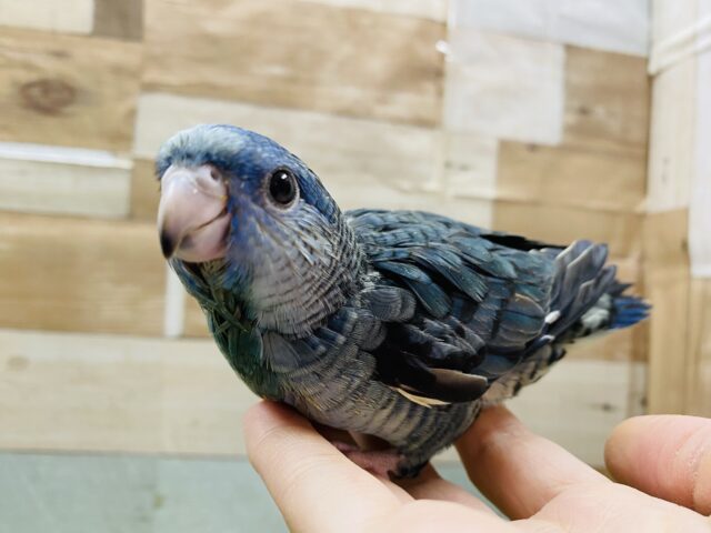 最新画像更新☆ぽてっとした体型が可愛すぎますっ！サザナミインコブルー☆