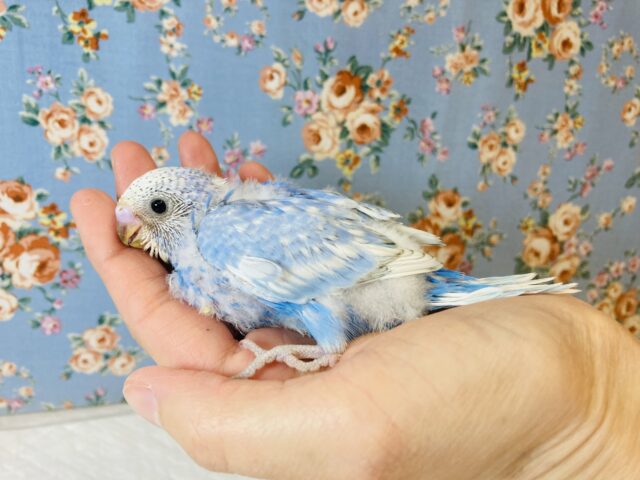 黒色少なめ！爽やかお空カラー💙手乗りセキセイインコさんです💙☁️