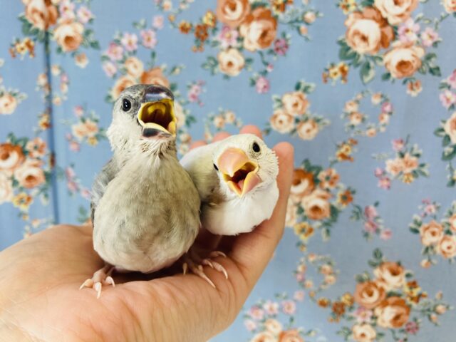 最新画像🌟桜文鳥さん🌸白文鳥さん🤍在舎しております🌟