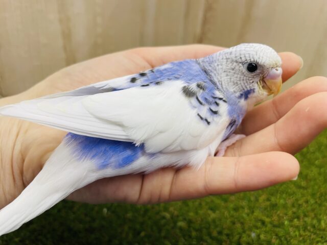 最新画像になりますよ‼️ピュアな感じで甘めのアプローチ💠　セキセイインコ　パイド　