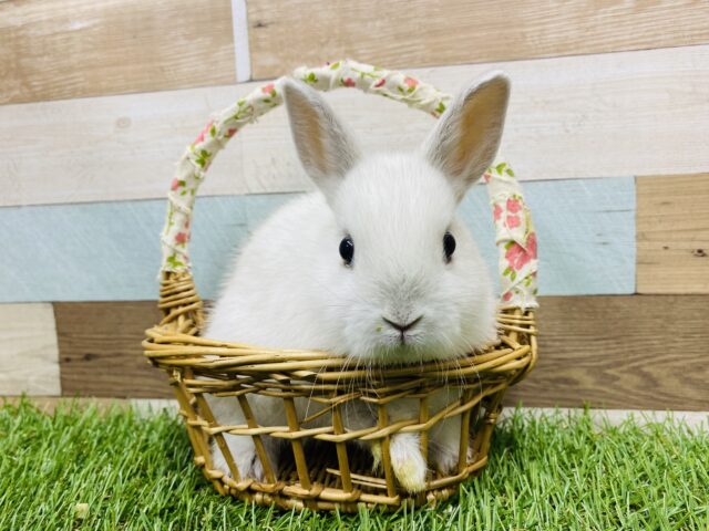 真っ白な美人さん♡ネザーランドドワーフフロスティ